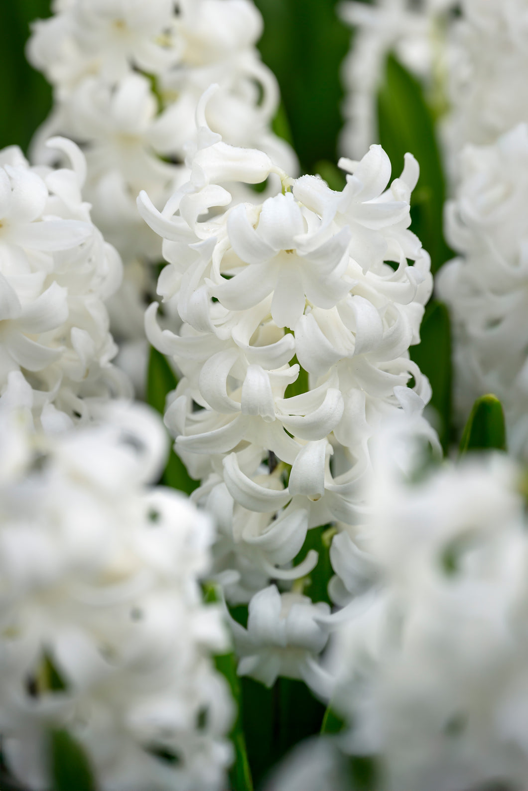 Hyacinths - Carnegie 26727216