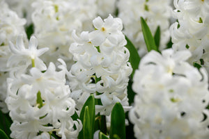 Hyacinths - Carnegie 26727216