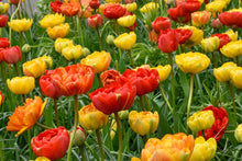 Load image into Gallery viewer, *NEW Tulip Blend Mixture - Volcano Peonies 12857212
