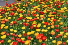 Load image into Gallery viewer, *NEW Tulip Blend Mixture - Volcano Peonies 12857212
