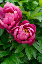 Load image into Gallery viewer, Yankee Doodle Dandy (ITOH/Mid to Late Season Bloom)
