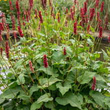 Load image into Gallery viewer, OpenPlantData Persicaria Amplexicaulis Bonfire
