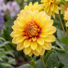 Load image into Gallery viewer, OpenPlantData Dahlia Dazzling Sun
