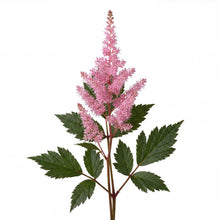 Load image into Gallery viewer, OpenPlantData Astilbe chinensis Vision in Pink

