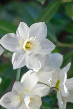 Load image into Gallery viewer, *NEW Daffodil Large Cupped -Arctic Power 99455514
