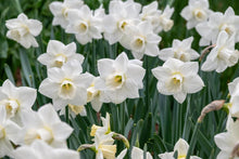 Load image into Gallery viewer, *NEW Daffodil Large Cupped -Arctic Power 99455514
