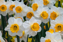 Load image into Gallery viewer, *NEW Daffodil Trumpet - Orange Sunset 92618514
