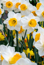 Load image into Gallery viewer, *NEW Daffodil Trumpet - Orange Sunset 92618514
