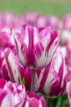 Load image into Gallery viewer, *NEW Tulip Triumph Ohio 42387212
