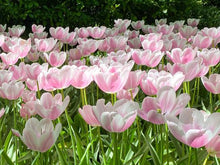 Load image into Gallery viewer, *NEW Tulip Single Late Jumbo Beauty 85627212
