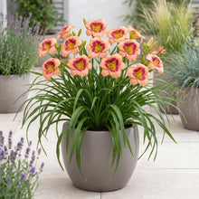 Load image into Gallery viewer, OpenPlantData Hemerocallis Galactic Blush
