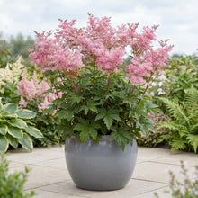 Load image into Gallery viewer, OpenPlantData Filipendula Venusta
