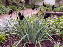 Load image into Gallery viewer, OpenPlantData Iris chrysographes Black Form
