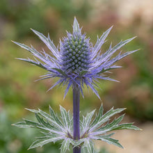 Load image into Gallery viewer, OpenPlantData Eryngium Bourgatii
