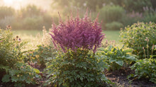 Load image into Gallery viewer, OpenPlantData Astilbe Vision
