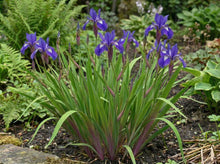 Load image into Gallery viewer, OpenPlantData Iris robusta Gerald Darby
