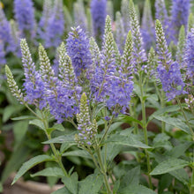 Load image into Gallery viewer, OpenPlantData Veronica Blue Bomb
