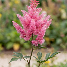 Load image into Gallery viewer, OpenPlantData Astilbe Younique Pink
