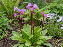 Load image into Gallery viewer, OpenPlantData Primula meadia
