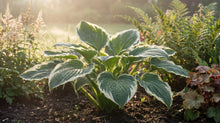 Load image into Gallery viewer, OpenPlantData Hosta Minuteman
