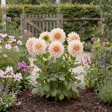 Load image into Gallery viewer, OpenPlantData Dahlia Café au Lait
