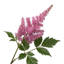 Load image into Gallery viewer, OpenPlantData Astilbe chinensis var. pumila

