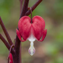 Load image into Gallery viewer, OpenPlantData Lamprocapnos Spectabilis Valentine
