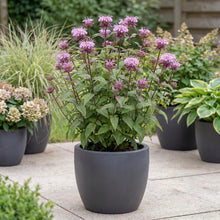 Load image into Gallery viewer, OpenPlantData Monarda Beauty Of Cobham
