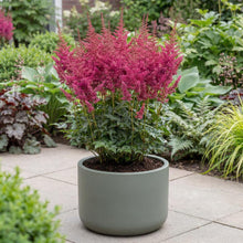 Load image into Gallery viewer, OpenPlantData Astilbe chinensis Hot Pearls
