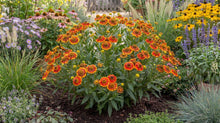 Load image into Gallery viewer, OpenPlantData Helenium Fuego
