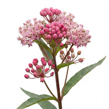 Load image into Gallery viewer, OpenPlantData Asclepias Incarnata Soulmate
