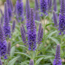 Load image into Gallery viewer, OpenPlantData Veronica spicata Ulster Dwarf Blue
