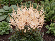Load image into Gallery viewer, OpenPlantData Astilbe Peach Blossom
