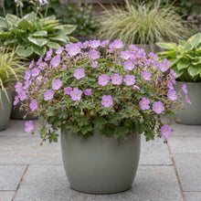 Load image into Gallery viewer, OpenPlantData Geranium Bloom Time
