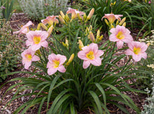 Load image into Gallery viewer, OpenPlantData Hemerocallis Catherine Woodbury
