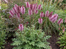 Load image into Gallery viewer, OpenPlantData Sanguisorba Blackthorn
