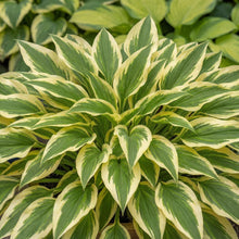 Load image into Gallery viewer, OpenPlantData Hosta Lakeside Dragonfly
