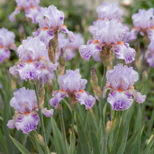Load image into Gallery viewer, OpenPlantData Iris Elainealope
