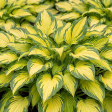 Load image into Gallery viewer, OpenPlantData Hosta Forbidden Fruit
