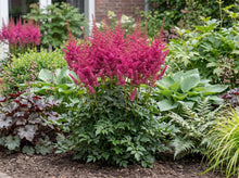 Load image into Gallery viewer, OpenPlantData Astilbe chinensis Hot Pearls
