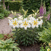 Load image into Gallery viewer, OpenPlantData Lilium Bafferari
