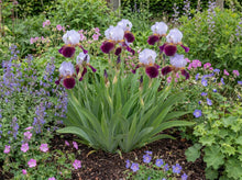 Load image into Gallery viewer, OpenPlantData Iris Peacock Black Joker
