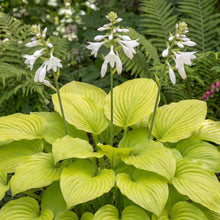 Load image into Gallery viewer, OpenPlantData Hosta Fried Bananas
