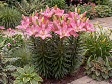 Load image into Gallery viewer, OpenPlantData Lilium Rozalynn
