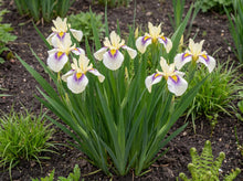 Load image into Gallery viewer, OpenPlantData Iris Pseudata Cat's Eye

