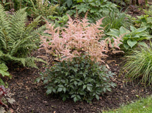 Load image into Gallery viewer, OpenPlantData Astilbe simplicifolia Sprite
