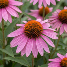 Load image into Gallery viewer, OpenPlantData Echinacea purpurea Magnus
