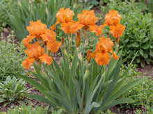 Load image into Gallery viewer, OpenPlantData Iris Firebreather
