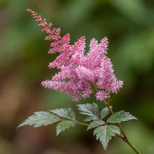 Load image into Gallery viewer, OpenPlantData Astilbe Black Pearls
