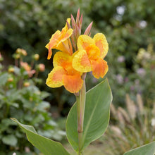 Load image into Gallery viewer, OpenPlantData Canna Taroudant
